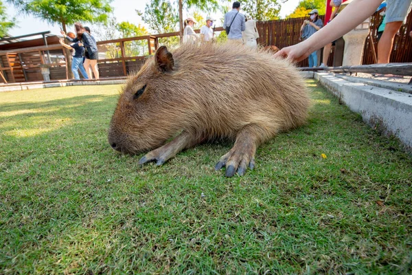 Der Süße Wasserschwein Auf Dem Bauernhof Isst — Stockfoto