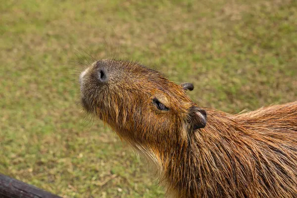 Den Söta Capybara Gården Äter — Stockfoto