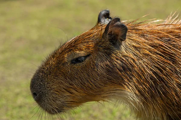 Lindo Capibara Granja Está Comiendo — Foto de Stock