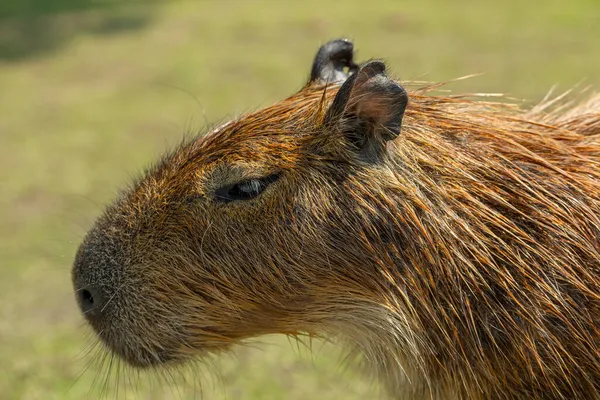 Lindo Capibara Granja Está Comiendo — Foto de Stock