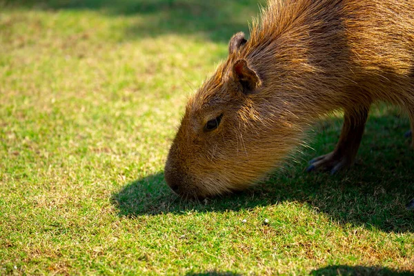 Den Söta Capybara Gården Äter — Stockfoto