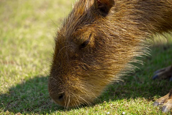 Den Söta Capybara Gården Äter — Stockfoto