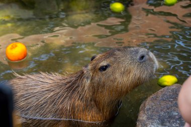 Çiftlikteki şirin Capybara banyo yapıyor.