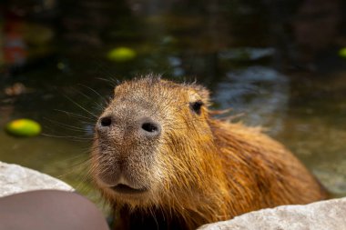 Çiftlikteki şirin Capybara banyo yapıyor.