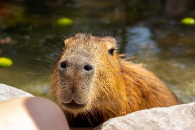 Çiftlikteki şirin Capybara banyo yapıyor.