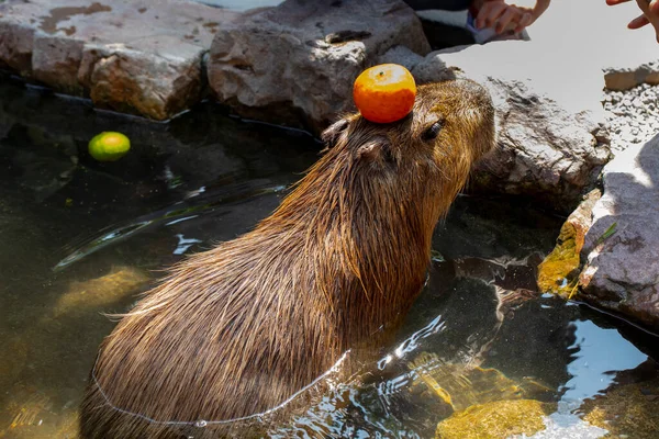 Cuki Capybara Farmon Épp Fürdik — Stock Fotó