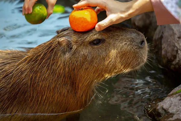 Schattige Capibara Boerderij Neemt Een Bad — Stockfoto