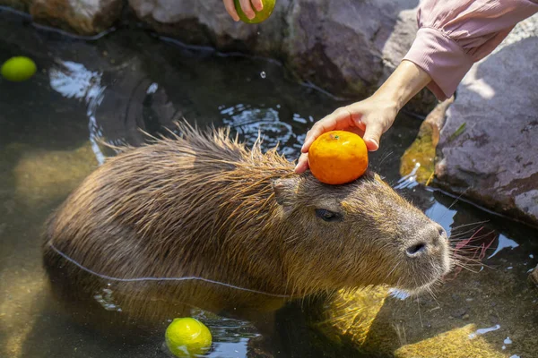 Çiftlikteki şirin Capybara banyo yapıyor.