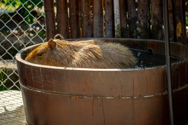 Der Süße Wasserschwein Auf Dem Bauernhof Badet — Stockfoto