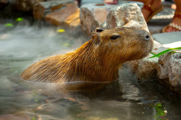 Der Süße Wasserschwein Auf Dem Bauernhof Badet — Stockfoto