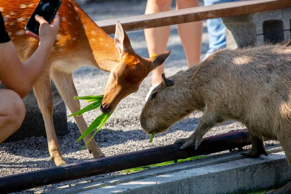 Die Niedlichen Wasserschweine Und Sikahirsche Auf Dem Hof Fressen Gras — Stockfoto