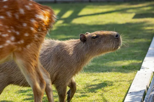 Die Niedlichen Wasserschweine Und Sikahirsche Auf Dem Hof Fressen Gras — Stockfoto