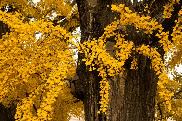 Antico Ginkgo Qibao Ancient Town Shanghai — Foto Stock