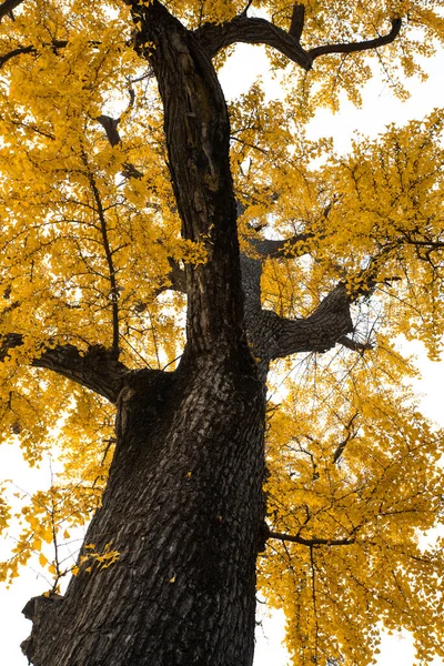 Antico Ginkgo Qibao Ancient Town Shanghai — Foto Stock