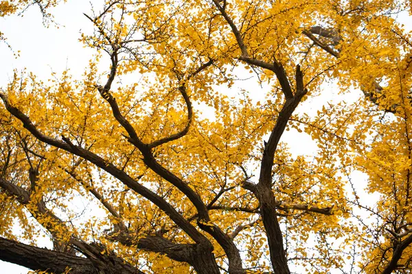 Antico Ginkgo Qibao Ancient Town Shanghai — Foto Stock