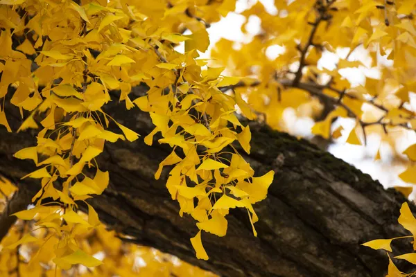 Antico Ginkgo Qibao Ancient Town Shanghai — Foto Stock