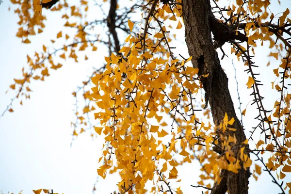 Antico Ginkgo Qibao Ancient Town Shanghai — Foto Stock