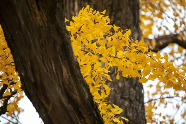 Antico Ginkgo Qibao Ancient Town Shanghai — Foto Stock