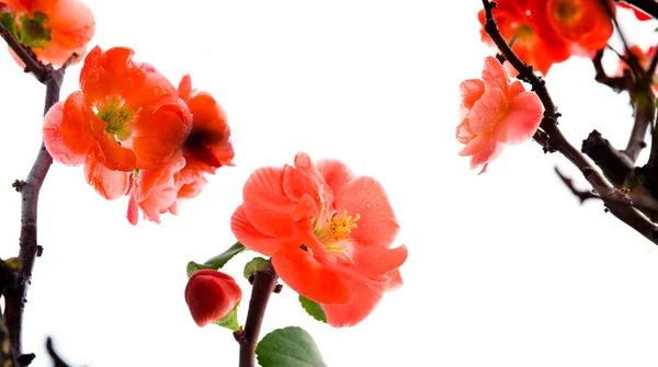 Холодна Зима Квітка Сливи Рожевого Довголіття — стокове фото