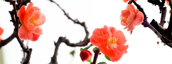 寒い冬 ピンクの長寿梅の花 — ストック写真
