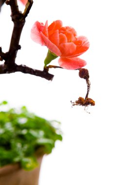 Soğuk kış, pembe uzun yaşam erik çiçekleri.