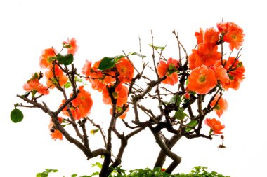 Soğuk kış, pembe uzun yaşam erik çiçekleri.