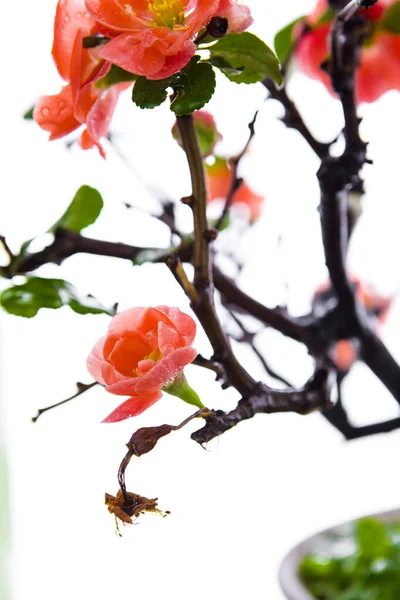 Kalter Winter Rosa Pflaumenblüten Mit Langer Lebensdauer — Stockfoto