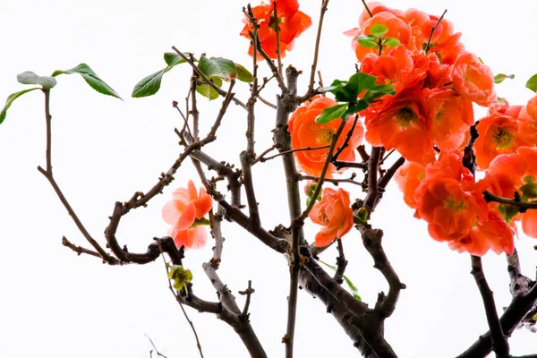 Kall Vinter Rosa Livslängd Plommon Blommor — Stockfoto