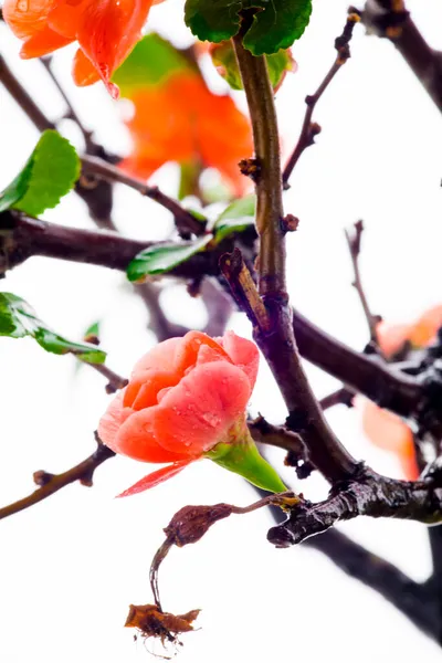 寒い冬 ピンクの長寿梅の花 — ストック写真