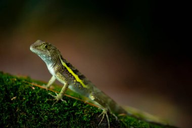 Bir kertenkele kayanın üzerinde yatıyor ve dinleniyor.