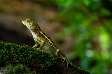 Bir kertenkele kayanın üzerinde yatıyor ve dinleniyor.