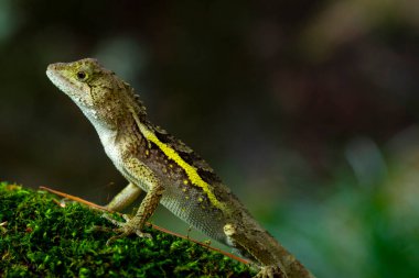 Bir kertenkele kayanın üzerinde yatıyor ve dinleniyor.