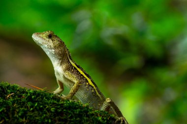 Bir kertenkele kayanın üzerinde yatıyor ve dinleniyor.