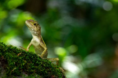 Bir kertenkele kayanın üzerinde yatıyor ve dinleniyor.