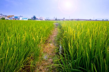 Güney Tayvan kırsalında, mavi gökyüzünün altında yeşil pirinç tarlaları ve beyaz bulutlar