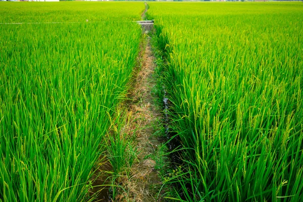 Rural Sul Taiwan Campos Arroz Verde Sob Céu Azul Nuvens — Fotografia de Stock