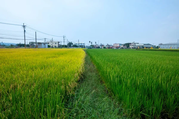 Ländlicher Süden Taiwans Grüne Reisfelder Unter Blauem Himmel Und Weißen — Stockfoto