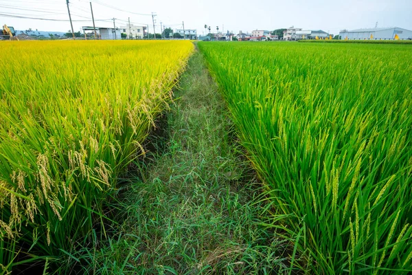 Rural Sul Taiwan Campos Arroz Verde Sob Céu Azul Nuvens — Fotografia de Stock