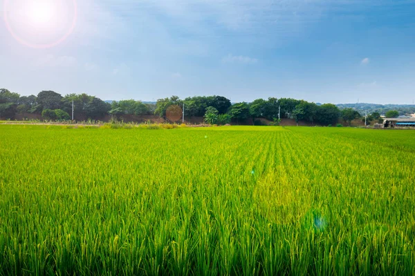 Ländlicher Süden Taiwans Grüne Reisfelder Unter Blauem Himmel Und Weißen — Stockfoto