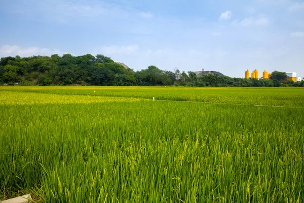 Rural Sul Taiwan Campos Arroz Verde Sob Céu Azul Nuvens — Fotografia de Stock