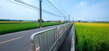 Güney Tayvan kırsalında, mavi gökyüzünün altında yeşil pirinç tarlaları ve beyaz bulutlar
