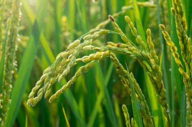 Güney Tayvan kırsalında, mavi gökyüzünün altında yeşil pirinç tarlaları ve beyaz bulutlar