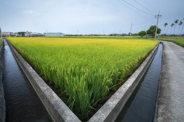 Сельский Тайваня Зеленые Рисовые Поля Голубым Небом Белые Облака — стоковое фото