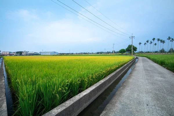 Ländlicher Süden Taiwans Grüne Reisfelder Unter Blauem Himmel Und Weißen — Stockfoto