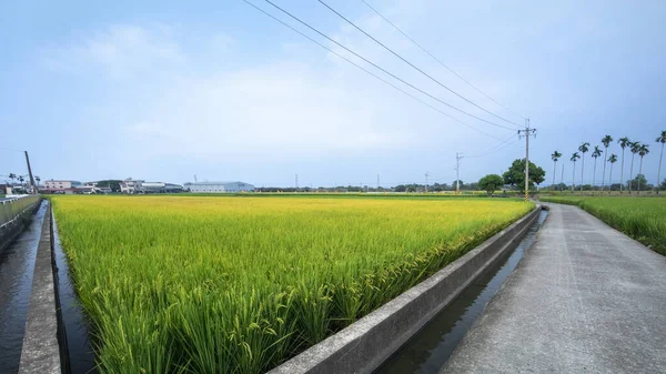 Landelijk Zuidelijk Taiwan Groene Rijstvelden Onder Blauwe Lucht Witte Wolken — Stockfoto