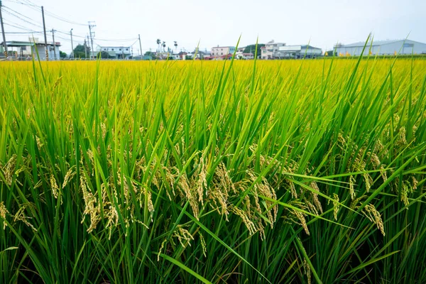 Landsbygd Södra Taiwan Gröna Risfält Blå Himmel Och Vita Moln — Stockfoto