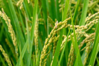 Güney Tayvan kırsalında, mavi gökyüzünün altında yeşil pirinç tarlaları ve beyaz bulutlar