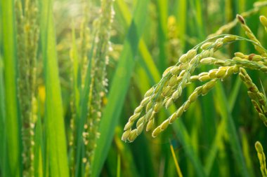 Güney Tayvan kırsalında, mavi gökyüzünün altında yeşil pirinç tarlaları ve beyaz bulutlar