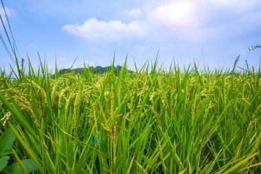 Güney Tayvan kırsalında, mavi gökyüzünün altında yeşil pirinç tarlaları ve beyaz bulutlar