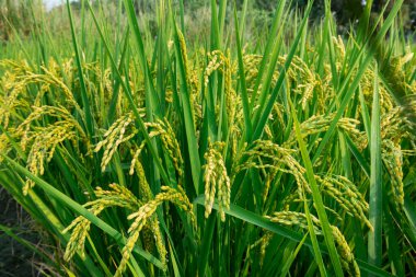 Güney Tayvan kırsalında, mavi gökyüzünün altında yeşil pirinç tarlaları ve beyaz bulutlar